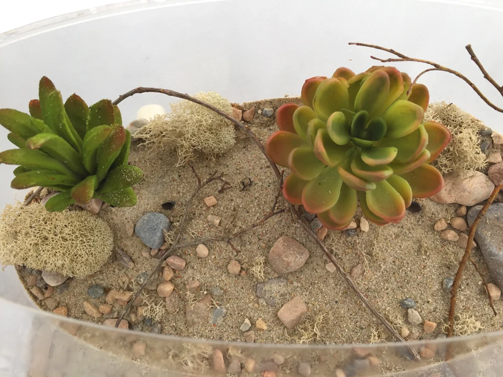 Desert & Oasis Biome Kit™ - Image 5